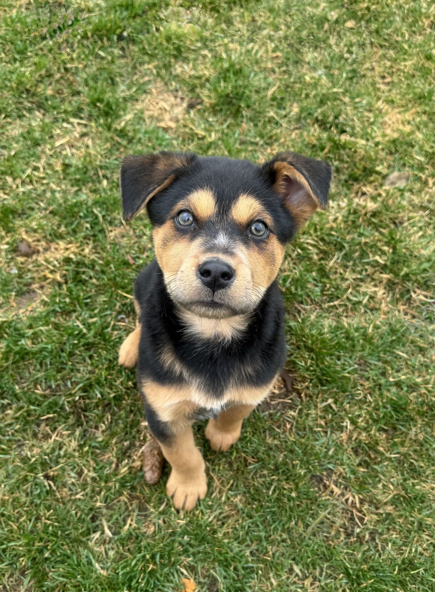 FIN WHALE - Cattle Dog available for adoption