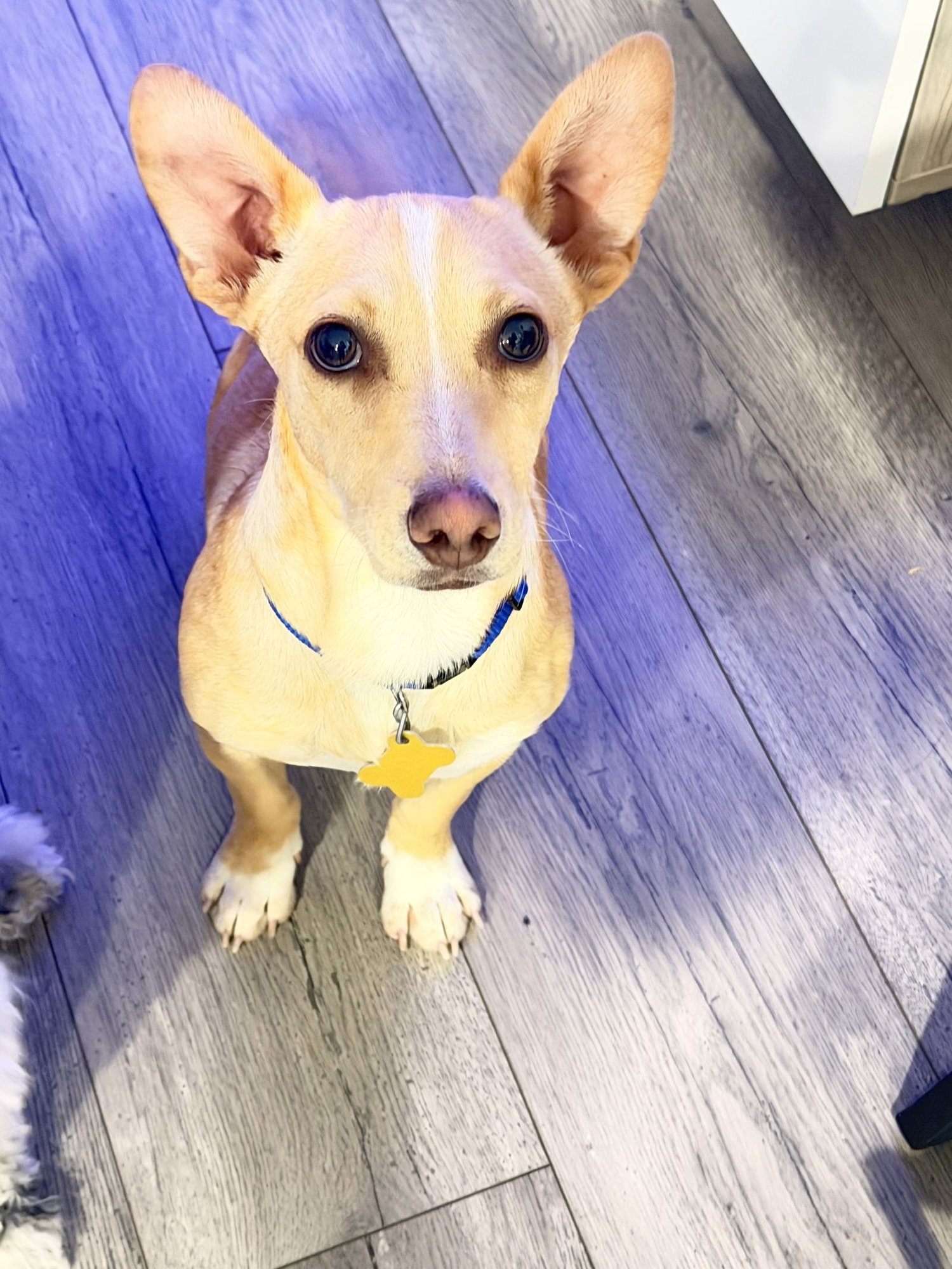 SALCHI - Chihuahua available for adoption