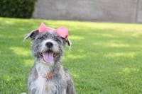 Momma gray - Photo 1