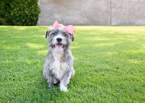 MOMMA GRAY - Terrier available for adoption