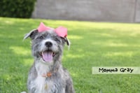 Momma gray - Photo 6