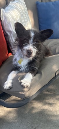 Bilbo Baggins - Photo 1
