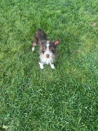 Bilbo Baggins - Photo 2