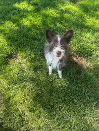 Bilbo Baggins - Photo 6