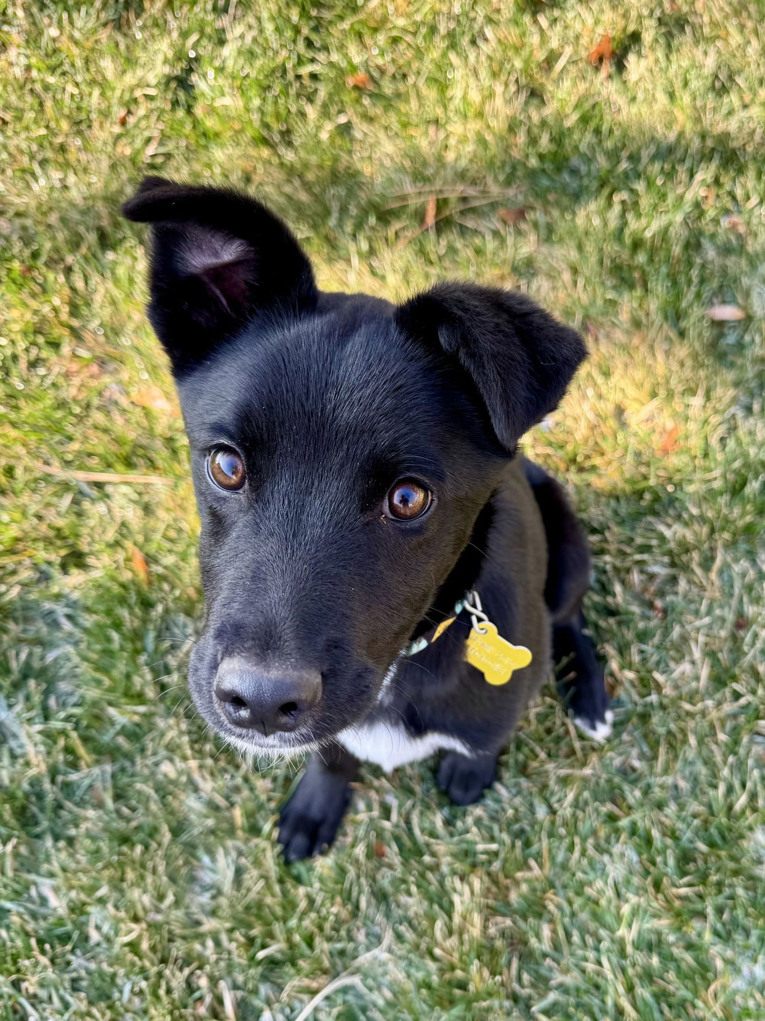 COAL BOY - Labrador Retriever available for adoption
