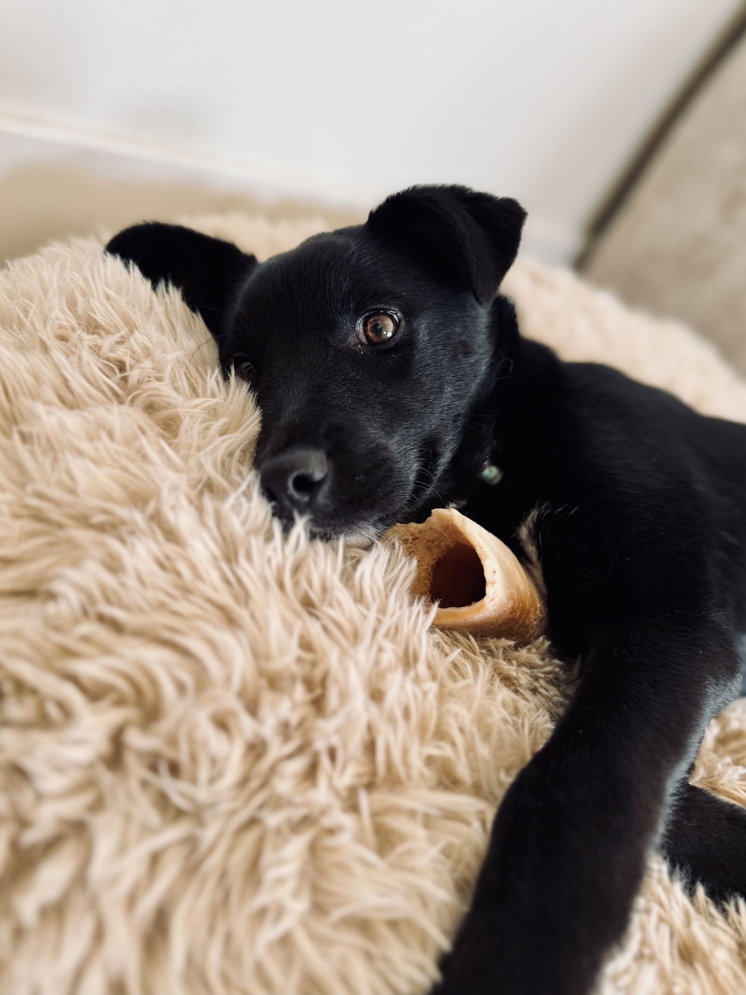 COAL BOY - Labrador Retriever available for adoption