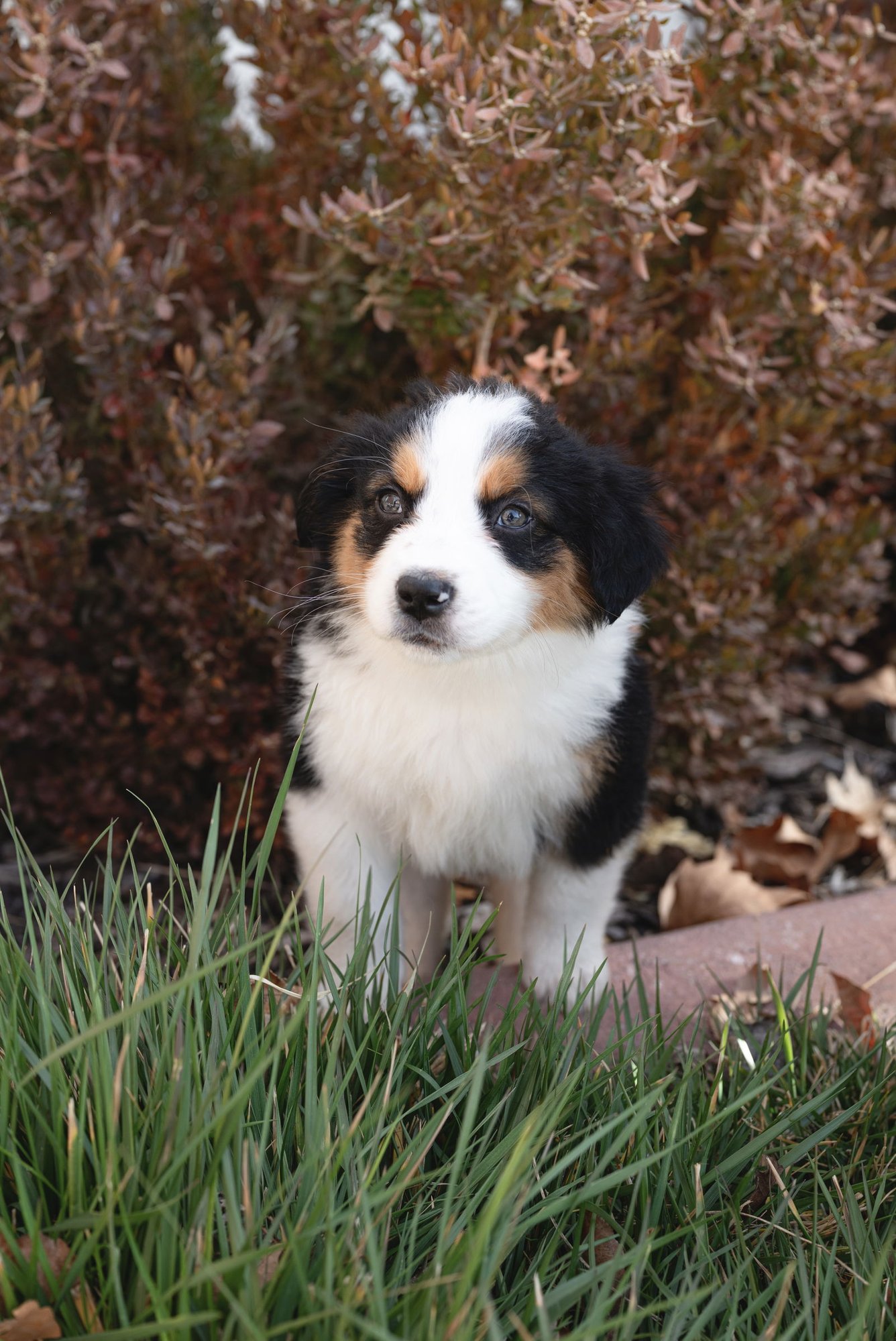 TEMPURA - Collie available for adoption