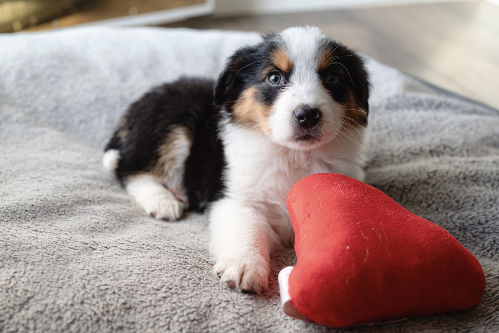 TEMPURA - Collie available for adoption