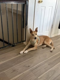 Mingo - Photo 4