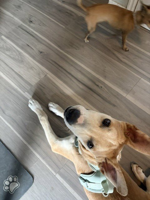 MINGO - Australian Cattle Dog/Blue Heeler available for adoption
