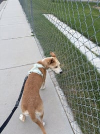 Mingo - Photo 3