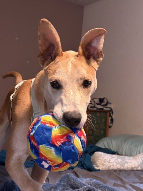 MINGO - Australian Cattle Dog/Blue Heeler available for adoption