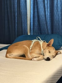 Mingo - Photo 6