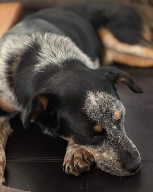 LOVE LUCY - Border Collie / Australian Cattle Dog/Blue Heeler available for adoption