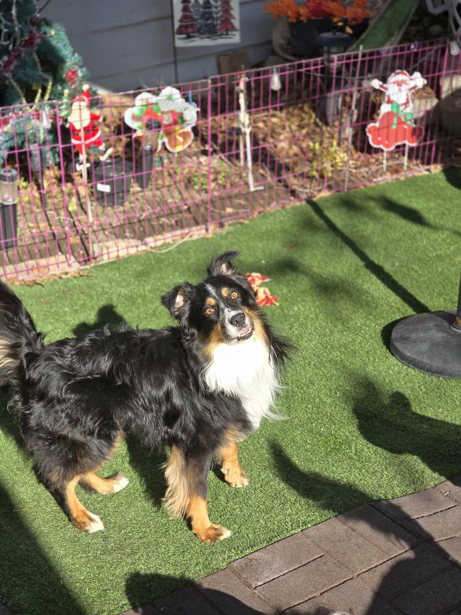 MURPHY CHARMTAIL - Australian Shepherd available for adoption