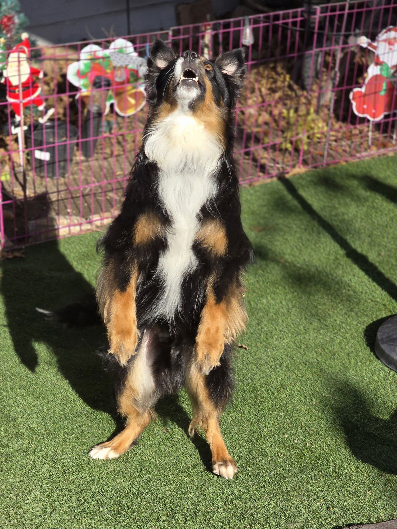 MURPHY CHARMTAIL - Australian Shepherd available for adoption