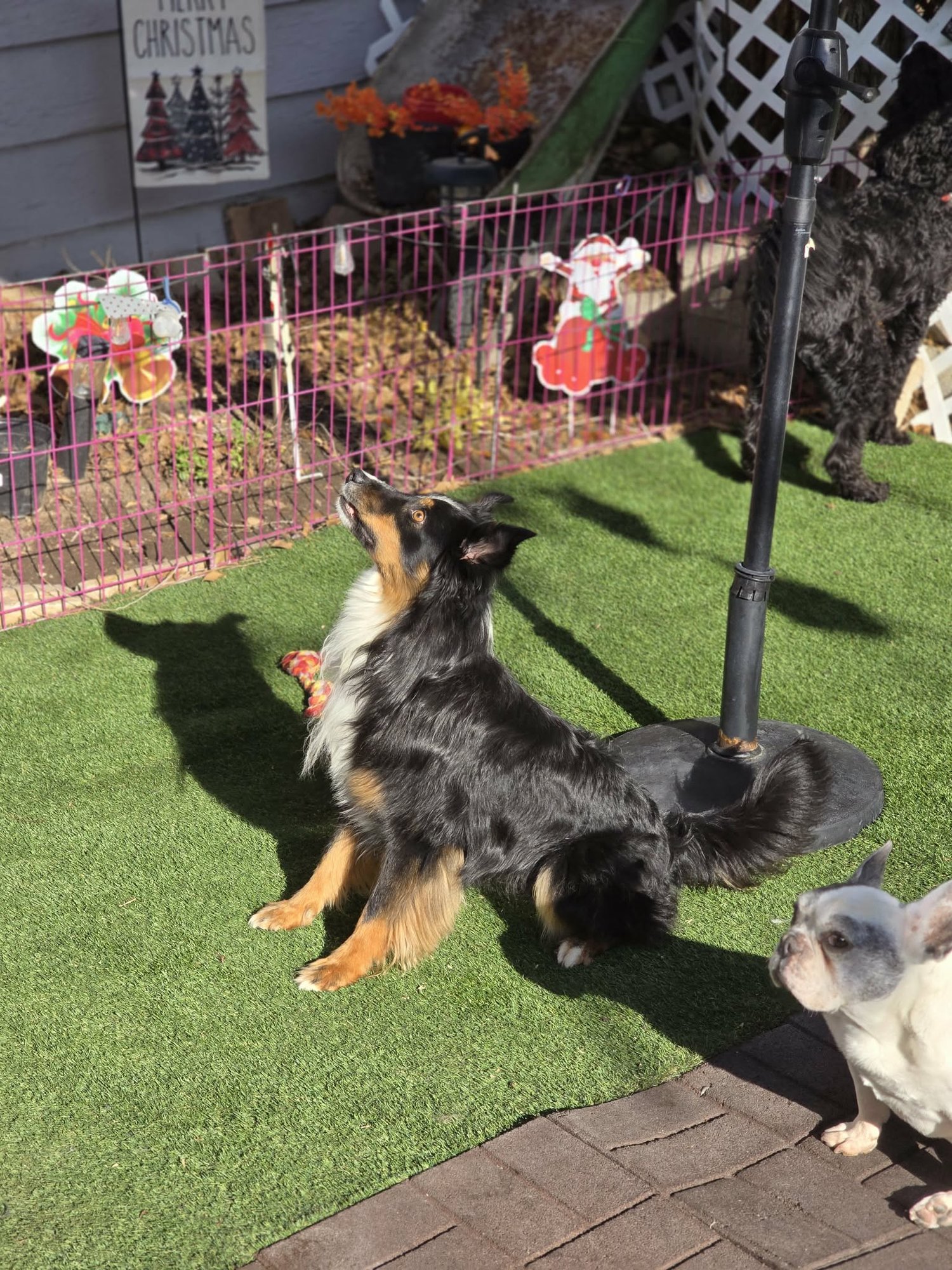 Murphy Charmtail - Photo 3