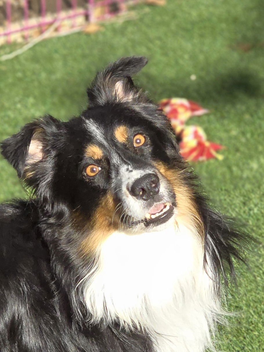 Murphy Charmtail - Photo 4