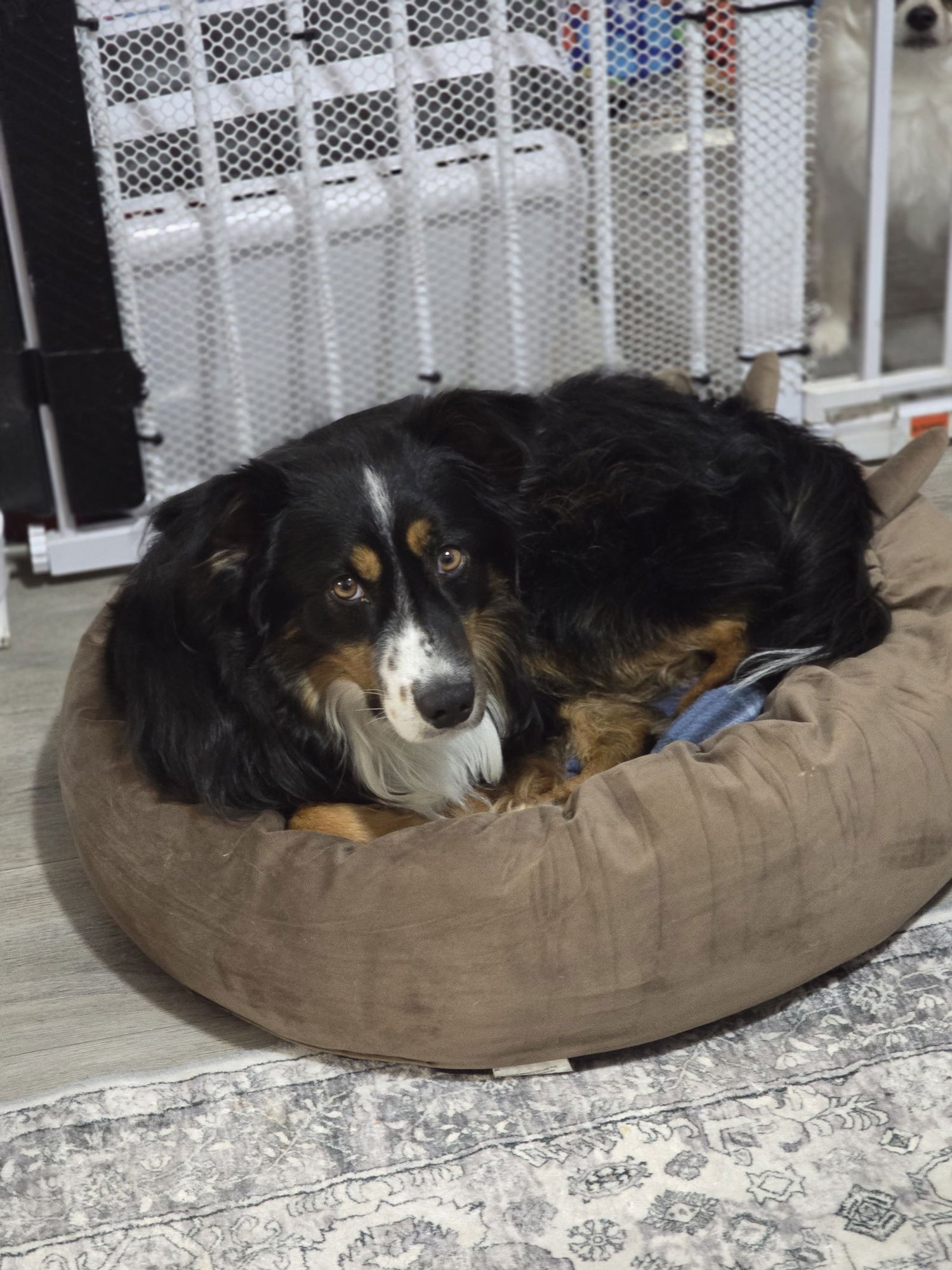 Murphy Charmtail - Photo 5