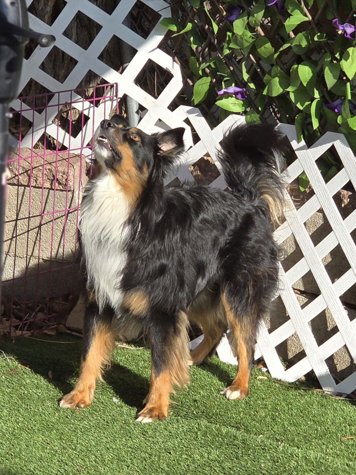 Murphy Charmtail - Photo 6