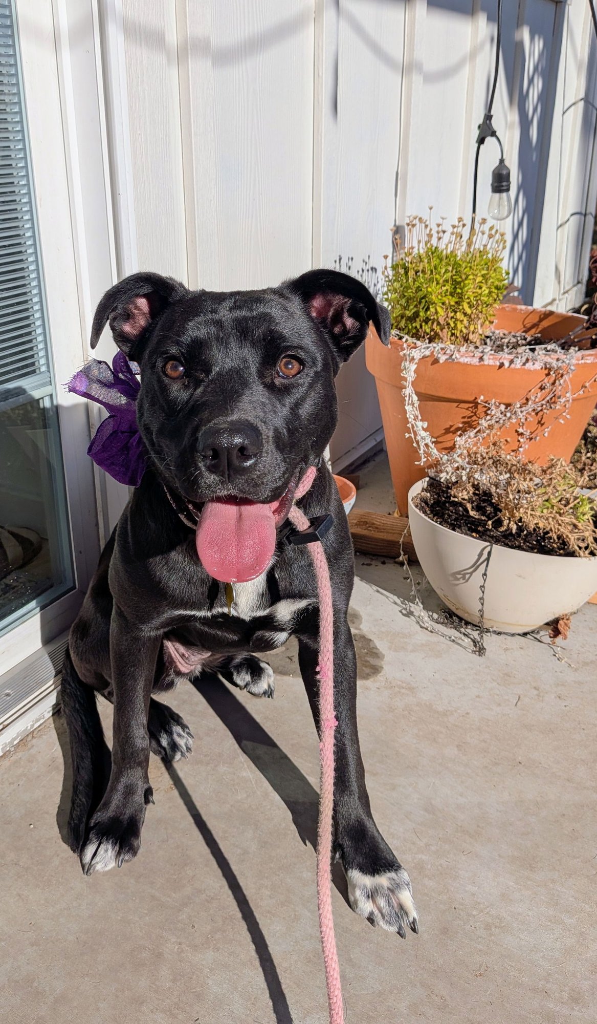 FRITILLARIA - Pit Bull Terrier available for adoption