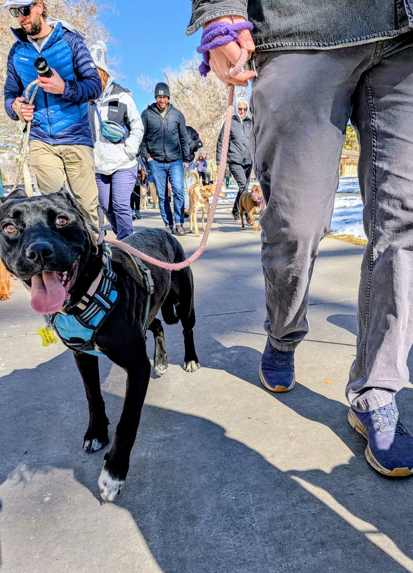 FRITILLARIA - Pit Bull Terrier available for adoption