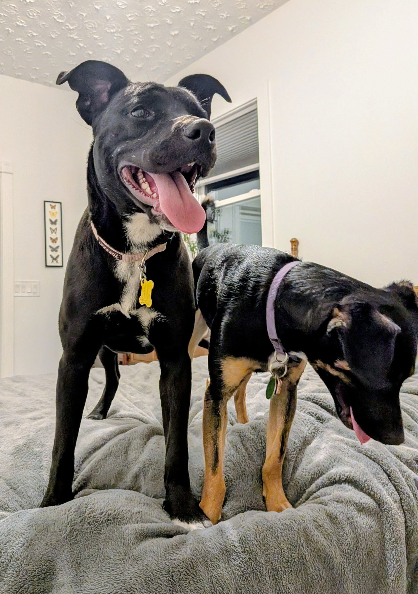 Fritillaria - Photo 3