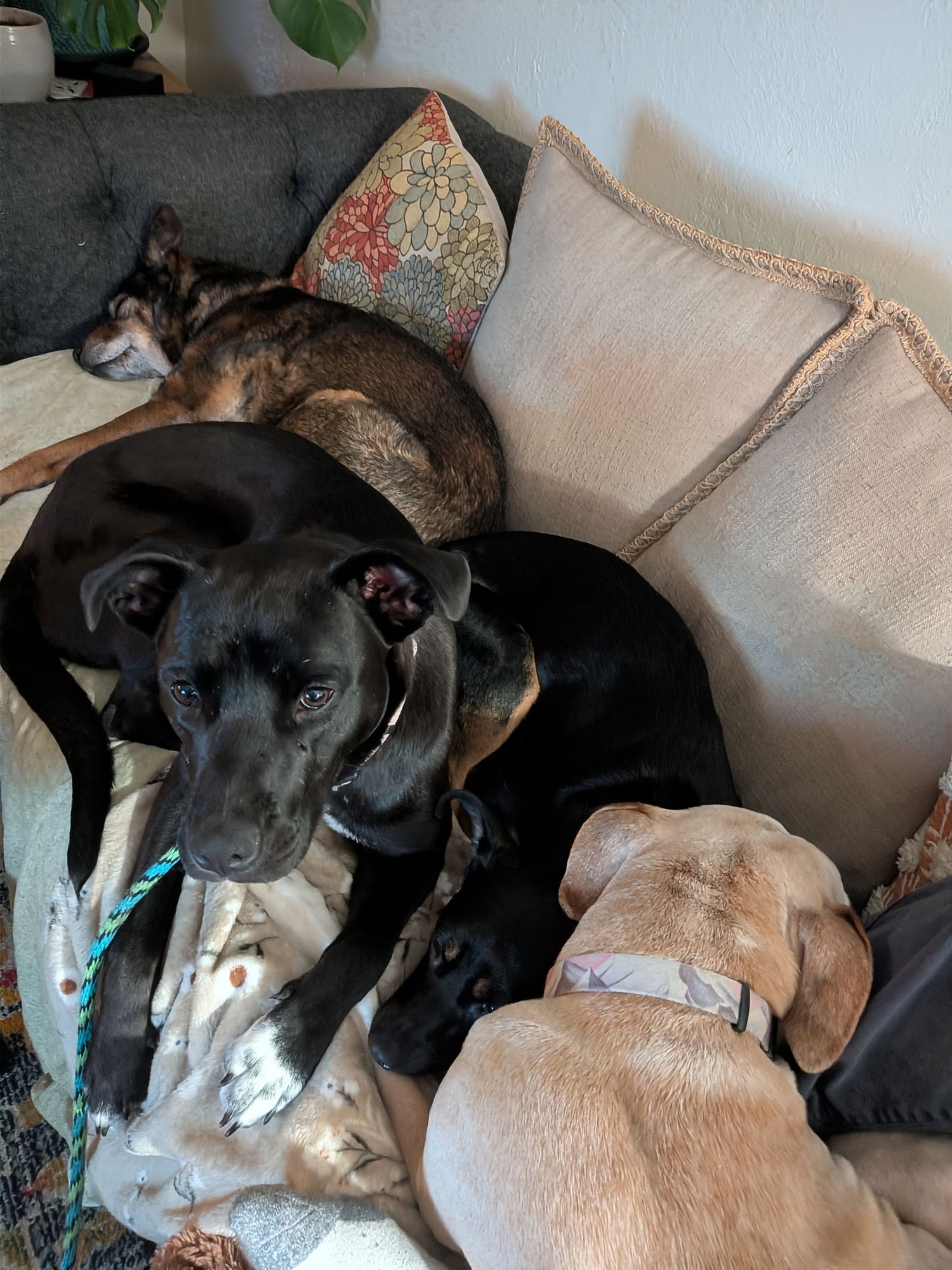 Fritillaria - Photo 4