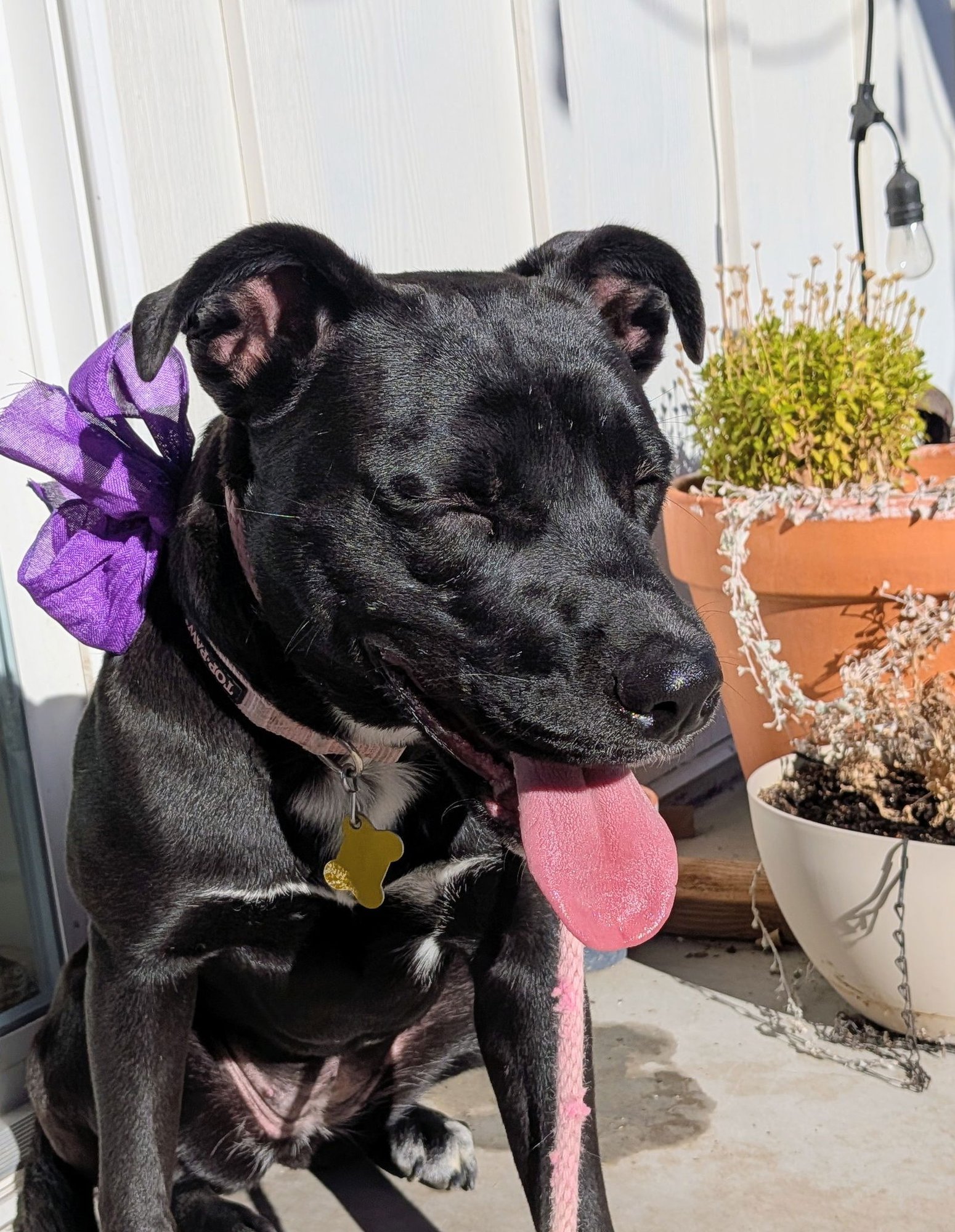 Fritillaria - Photo 6