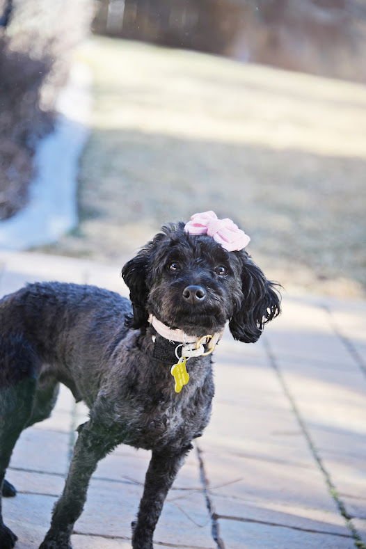 MINNIE ROSE - Poodle (Miniature) available for adoption