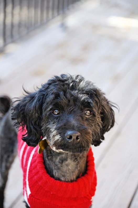 MINNIE ROSE - Poodle (Miniature) available for adoption