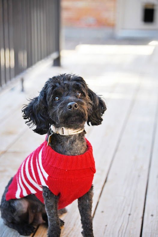 Minnie Rose - Photo 3