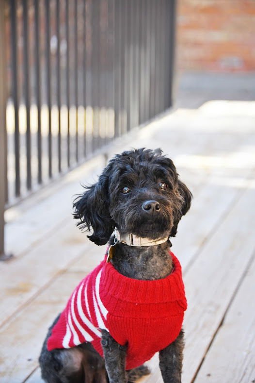 Minnie Rose - Photo 5