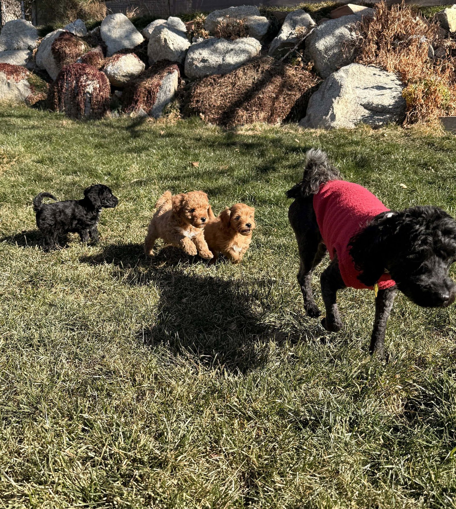 Minnie Rose - Photo 6