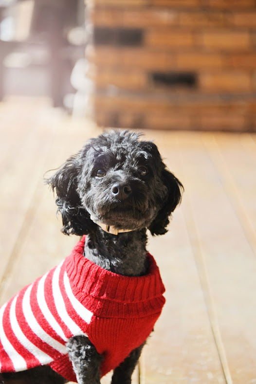 Minnie Rose - Photo 8