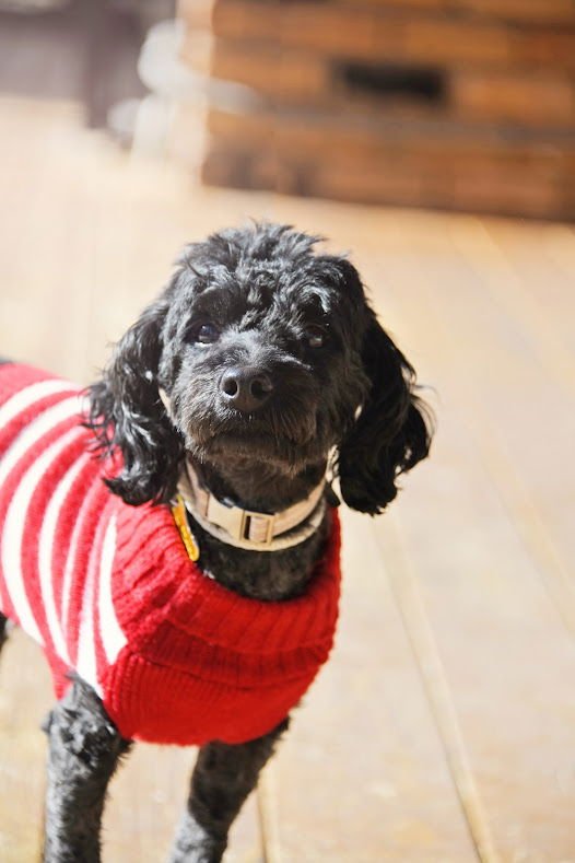 Minnie Rose - Photo 9