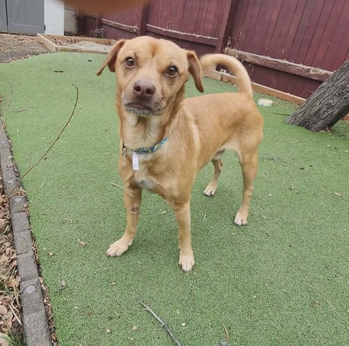 FORTUNE COOKIE - Dachshund available for adoption