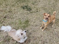 Fortune Cookie - Photo 4