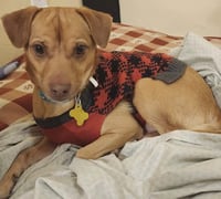 Fortune Cookie - Photo 6