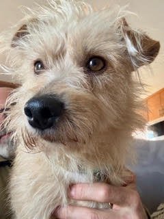 VINDALOO - Terrier available for adoption