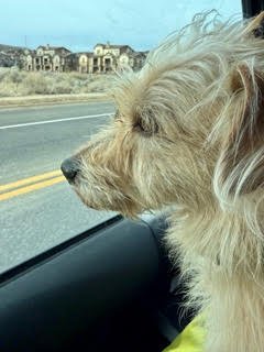 VINDALOO - Terrier available for adoption