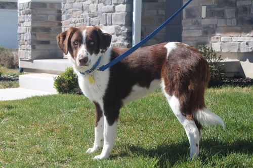 ELOWYN - Border Collie available for adoption
