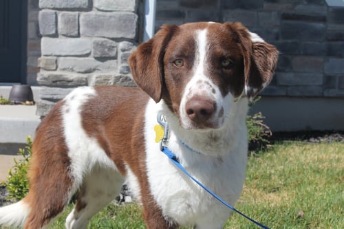 ELOWYN - Border Collie available for adoption