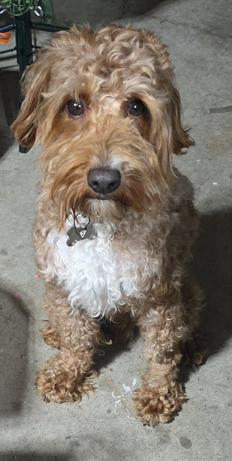 CHARLIE BEAN - Poodle (unknown type) available for adoption