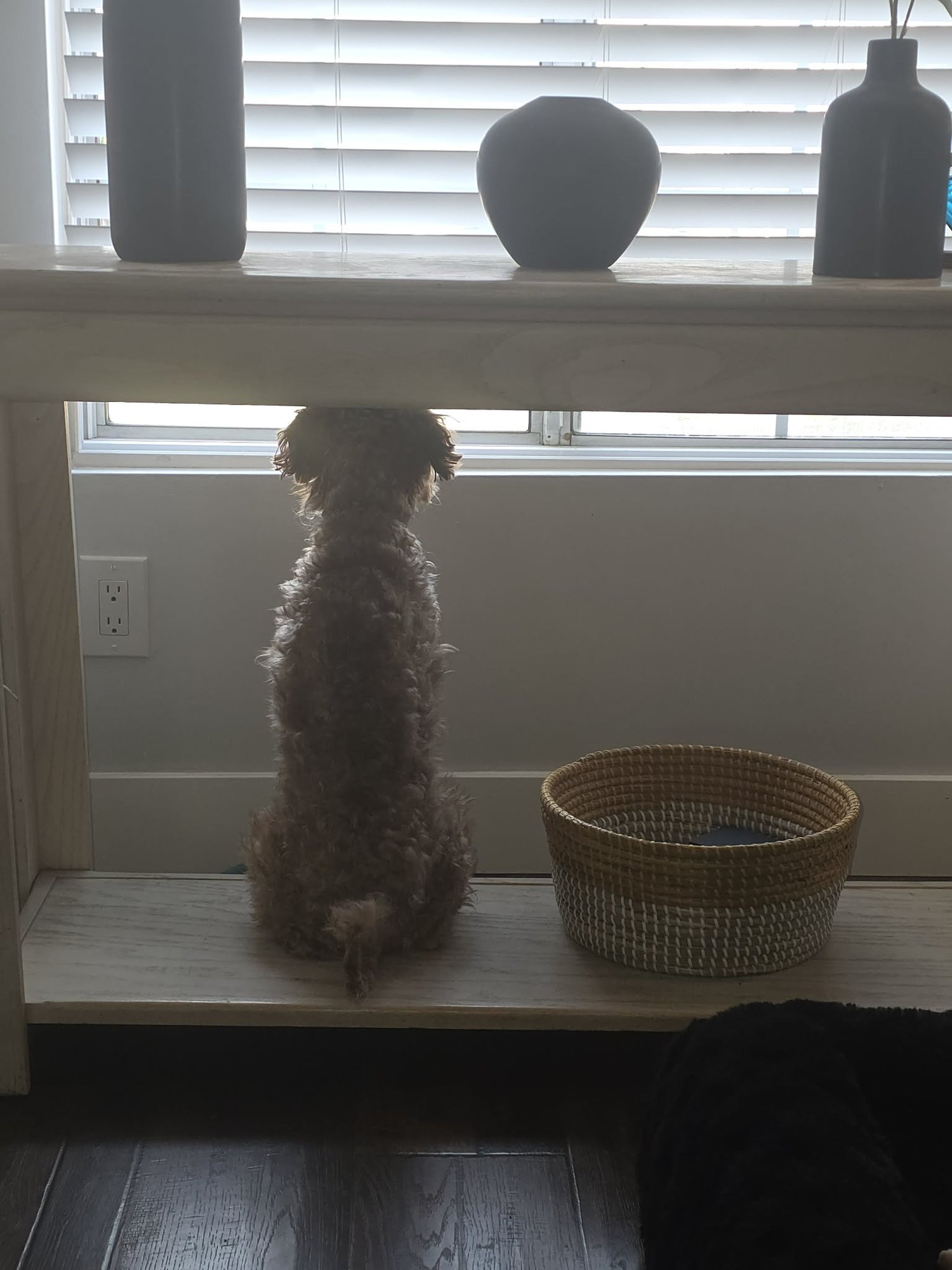 CHARLIE BEAN - Poodle (unknown type) available for adoption