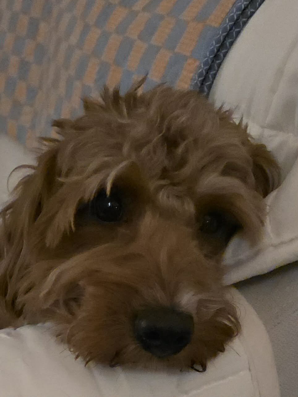 Charlie Bean - Photo 4