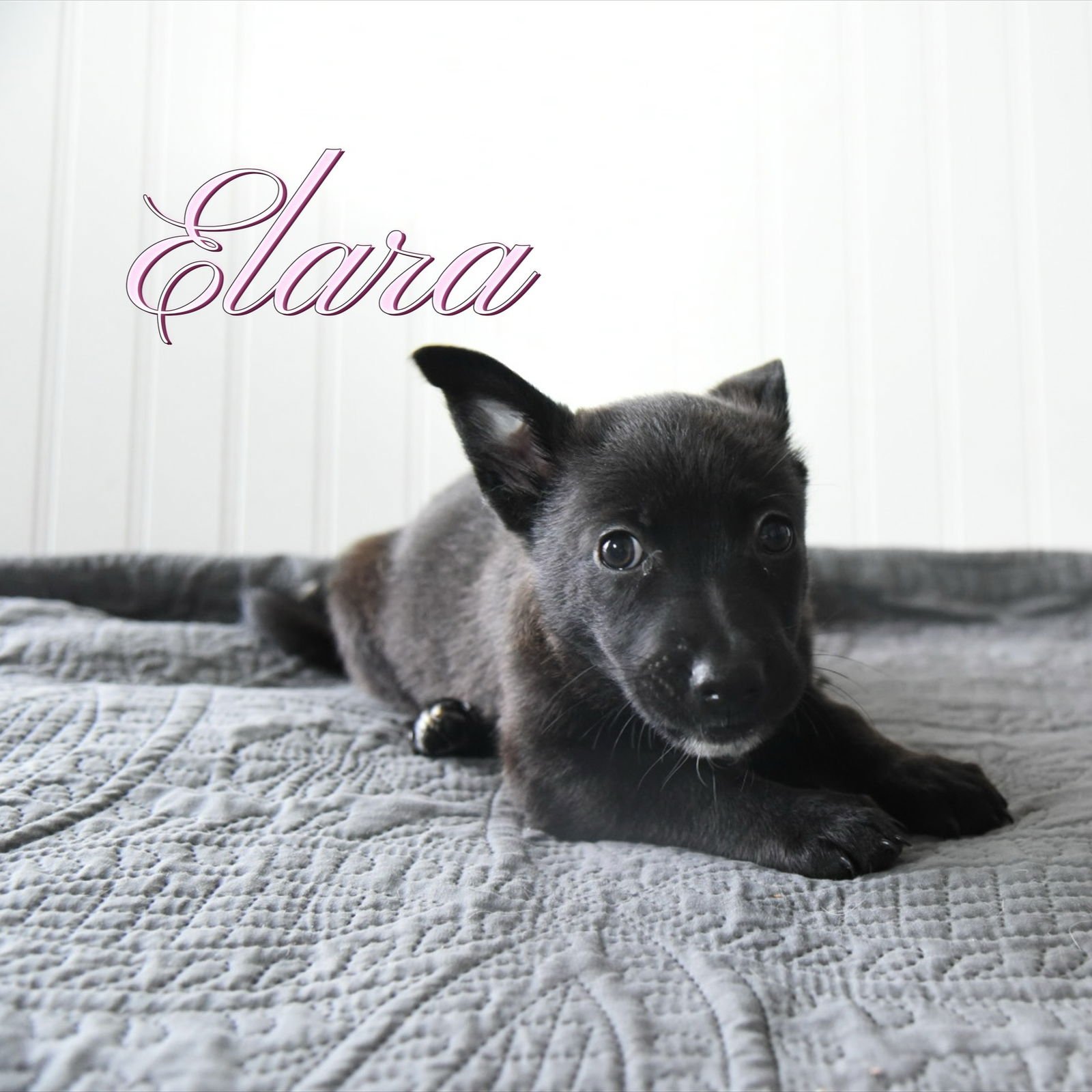 ELARA - Corgi available for adoption