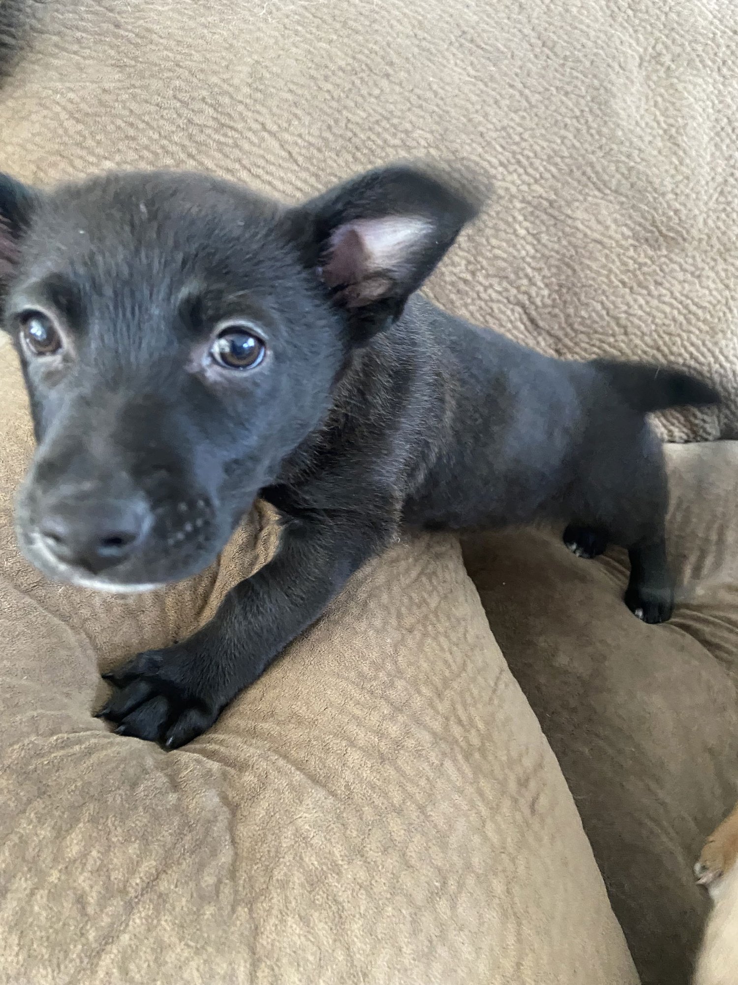 ELARA - Corgi available for adoption