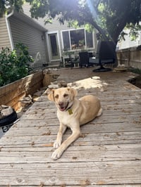 Baby Blondie - Photo 5