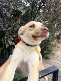 Baby Blondie - Photo 9